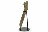 Fossil Hadrosaur (Maiasaura) Partial Femur w/ Stand - Montana #379909-1